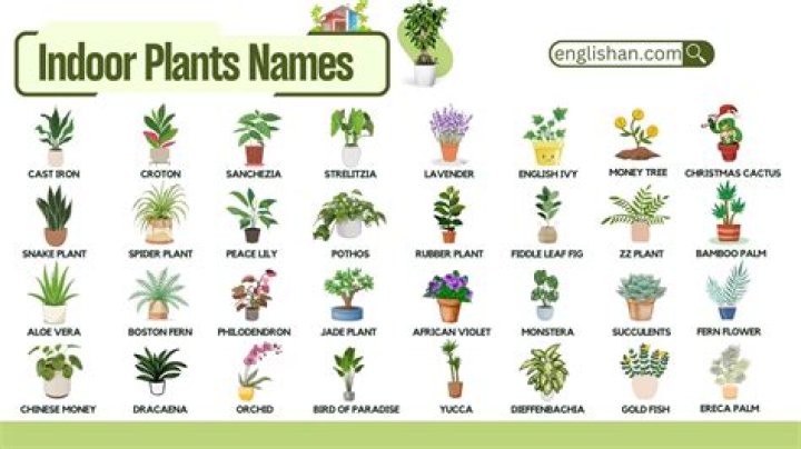 What is a multi plant firm?