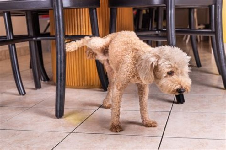 Why has my dog started peeing on the carpet?